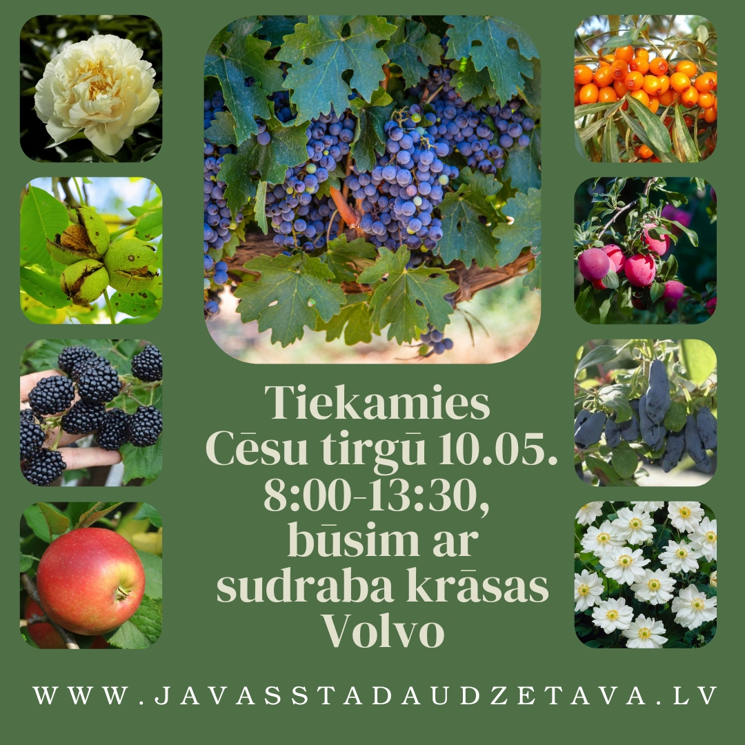 Cesu_tirgus_stadu_tirdznieciba_Javas_stadaudzetava-1.jpg