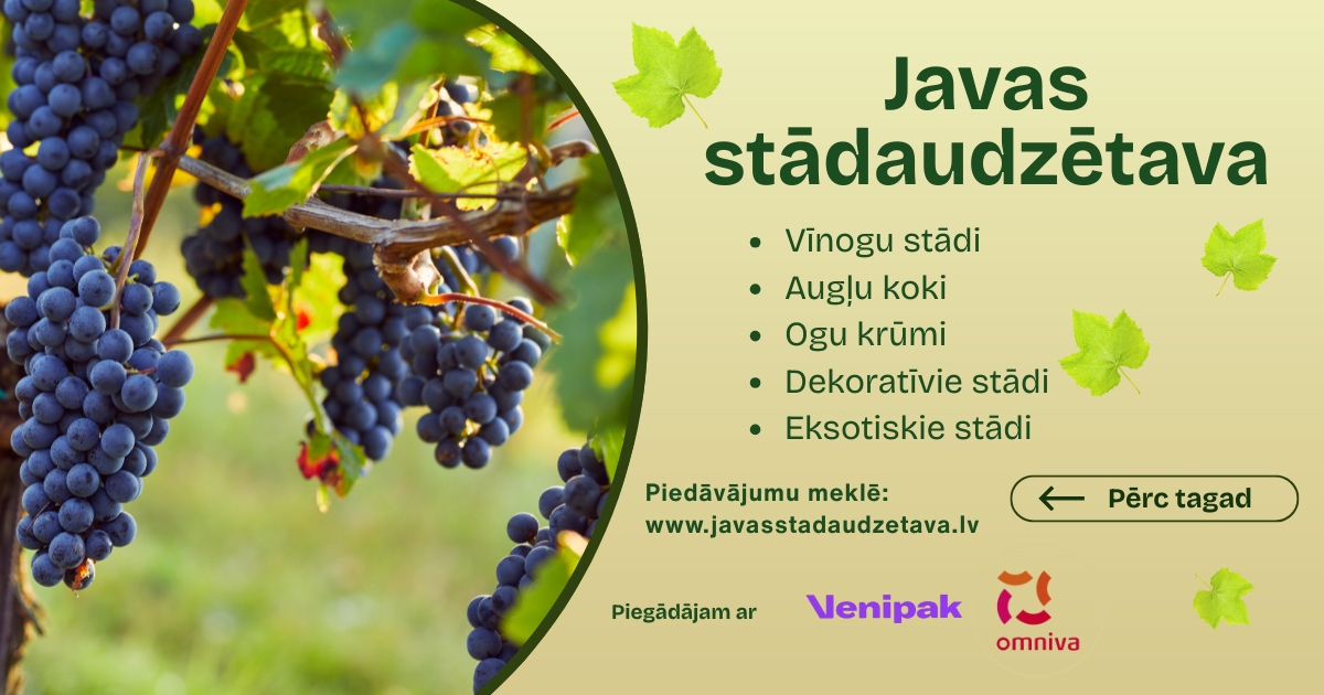 Piedavajumu_mekle_www_javasstadaudzetava_lv_vinogu_stadi__auglu_koku_stadi__ogu_krumu_stadi__eksotiskie_augi__dekorativie_augi__davanukartes_javas_stadaudzetava.jpg