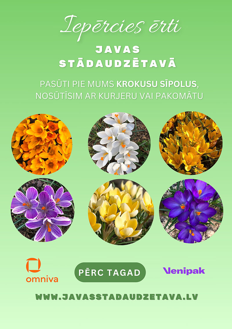 Jaunums - krokusu sīpoli!