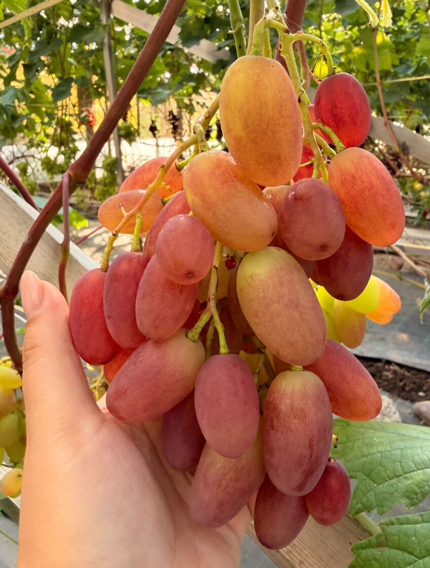 Jubilei_novocerkassa_vinogu_stadi_Javas_stadaudzetava_priekulos.jpeg