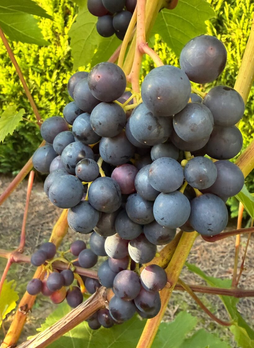 Merlot_vinogu_stadi_Javas_stadaudzetava-1.jpeg