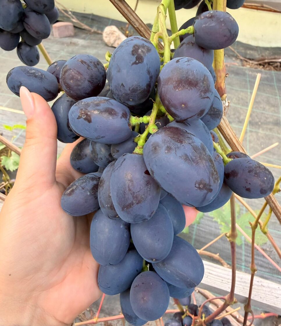 Podarok_nesvetaja_vinogu_stadi_javas_stadaudzetava_priekulos.jpeg