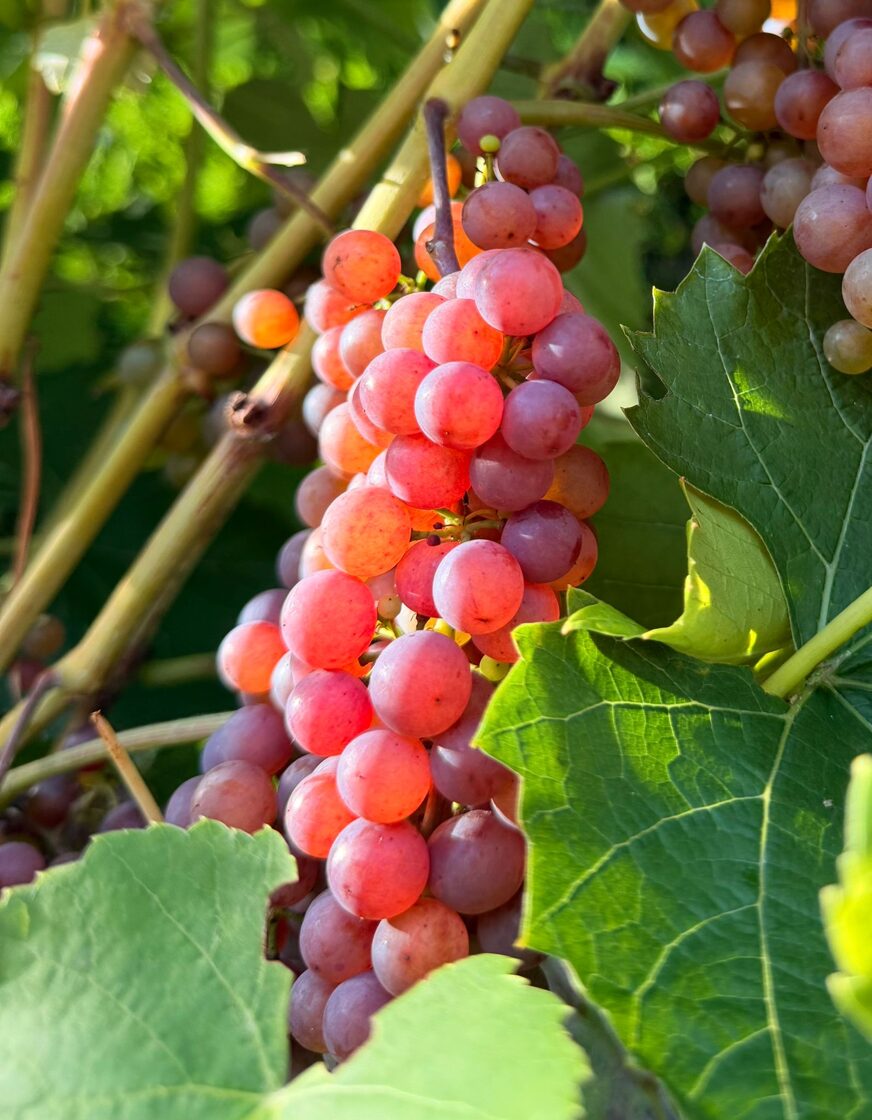 Sommerset_seedles_vinogu_stadi_Javas_stadaudzetava_Priekulos-1.jpeg