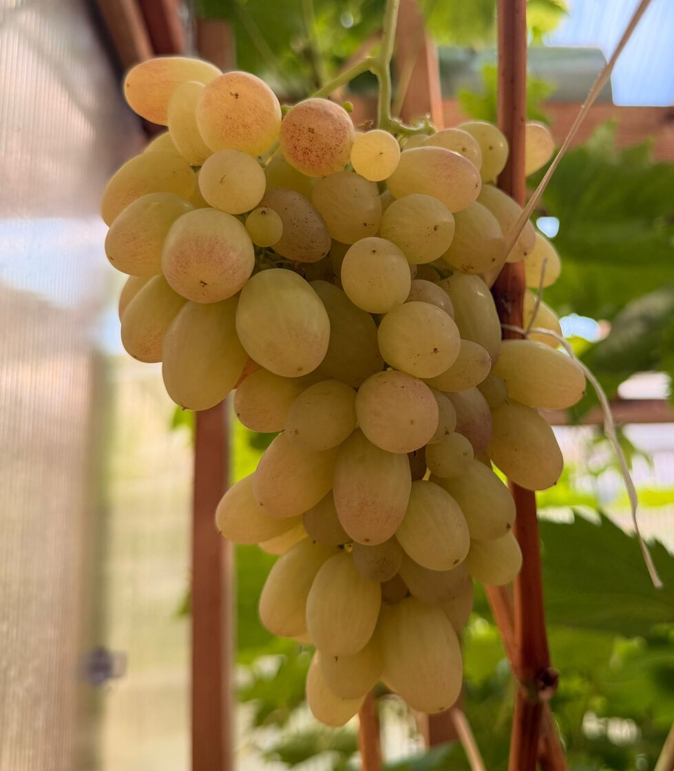 Tason_vinogu_stadi_Javas_stadaudzetava.jpeg