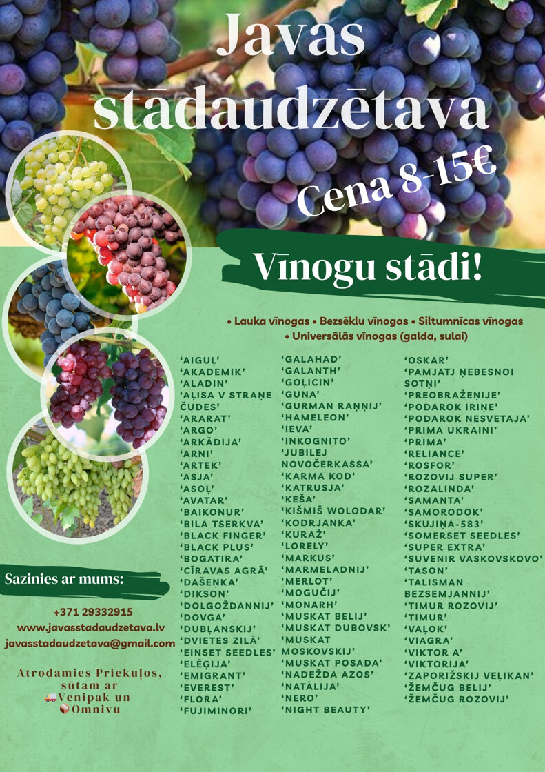 Vinogu_stadi_lauka_vinogas_bezseklu_vinogas_siltumnicas_vinogas_universalas_vinogas_javas_stadaudzetava_stadi_vidzeme_cesis_priekuli.jpg