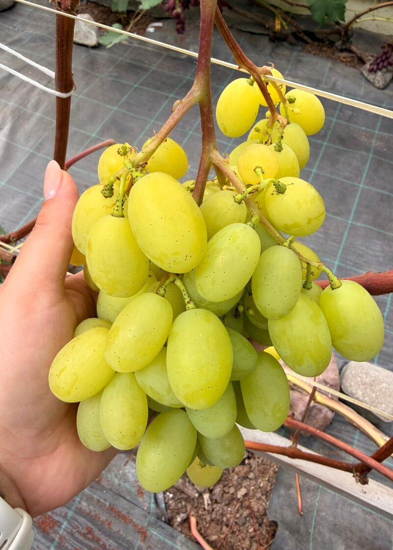 samorodok_vinogu_stadi_javas_stadaudzetava_priekulos.jpeg